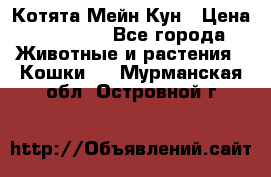 Котята Мейн Кун › Цена ­ 15 000 - Все города Животные и растения » Кошки   . Мурманская обл.,Островной г.